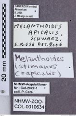 Etikette zu Melanthoides latimanus  (NHMW-ZOO-COL-0010634)